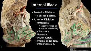 Pelvic Vasculature M1 Perineum SDV [upl. by Adiene293]