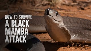 How To Survive a Black Mamba Attack [upl. by Farica]