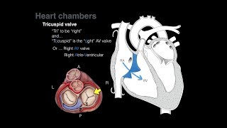 Overview of Heart Anatomy Tutorial [upl. by Doykos]