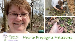 How to Propagate Hellebores 🌸🌺❤️ [upl. by Ahseena965]