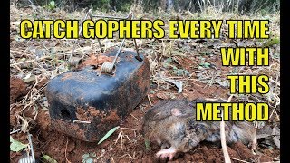 How to Catch Gophers Every Time gopher gophertrap [upl. by Bierman]