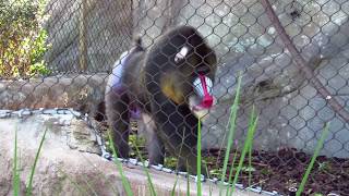 Jacksonville Zoo Mandrill [upl. by Darach431]