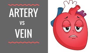 Arteries vs Veins  Circulatory System [upl. by Sillert223]