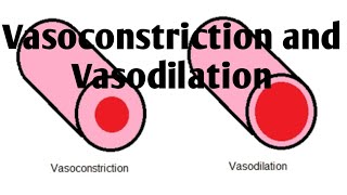 Vasoconstriction and Vasodilation Difference [upl. by Alexandre568]