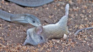 Black Mamba Snake Kills amp Swallows Mouse [upl. by Lorrie857]