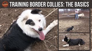 Training Border Collies The Basics [upl. by Tedra]