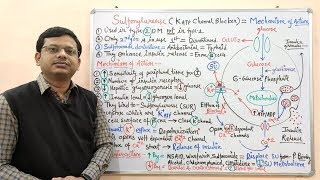 Diabetes Mellitus Part10 Mechanism of Action of Sulfonylurease  Antidiabetic Drugs  Diabetes [upl. by Ettelliw]