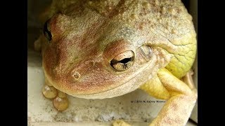 Rana Cubana Osteopilus septentrionalis Cuban Giant Treefrog [upl. by Duaner]