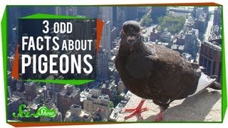 3 Odd Facts About Pigeons [upl. by Murrell]