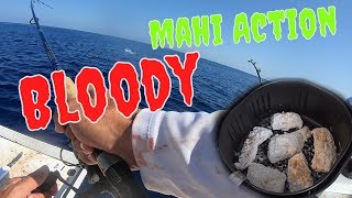 Crazy Islamorada Mahi Fishing amp Losing 10s of Thousands of Dollars in one day  Catch and Cook [upl. by Nahij]