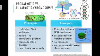 Prokaryotic vs Eukaryotic Chromosomes 2016 IB Biology [upl. by Coucher]