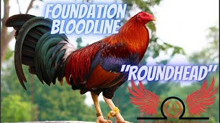 Roundhead  The 4 Foundation Bloodlines Part 3 [upl. by Milton565]