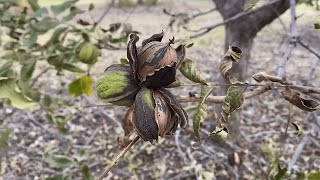 Growing Pecans from Planting to Harvest [upl. by Laehcar53]