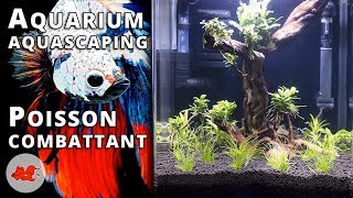 Aquarium pour Betta splendens [upl. by Gowon]