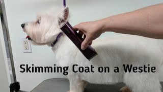 Westie Grooming Skimming and Sculpting [upl. by Ettennej389]