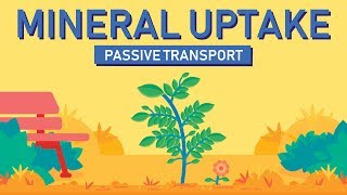 Plant Nutrition Mineral Absorption  Part 1 [upl. by Tera]