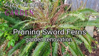 How to Prune SWORD FERN Polystichum munitum [upl. by Duwalt855]