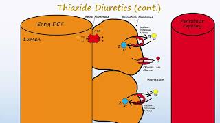 Diuretics  Part 2  Loops Thiazides K Sparing and ADH antagonists [upl. by Sherrard]