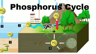 Phosphorus Cycle [upl. by Hallutama]