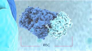 Biogenesis of miRNAs and mode of action [upl. by Hagi]