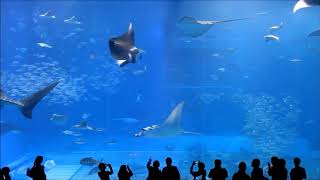 10 Hours of Okinawa Churaumi Aquarium [upl. by Nerwal]