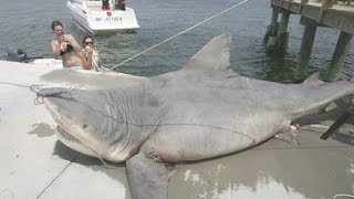 The 9 Biggest Sharks Ever Caught [upl. by Nalad]