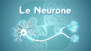 Neurolexique 1  Le Neurone [upl. by Saul377]