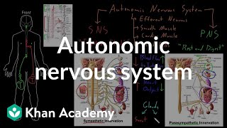 2Minute Neuroscience Optic Nerve Cranial Nerve II [upl. by Eph]