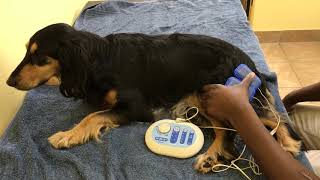 FCE or Spinal Stroke in Dogs Lisa Recovers from Paralysis [upl. by Yuji216]