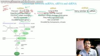 miRNA vs siRNA vs shRNA  the difference [upl. by Nyret]