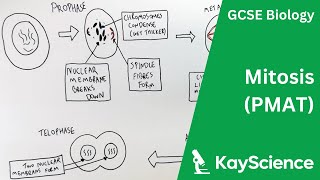 Cell Cycle amp Mitosis  GCSE Biology  kaysciencecom [upl. by Issac]