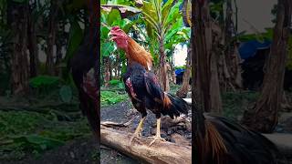 suara kokok ayam jago jawara [upl. by Eedyaj]