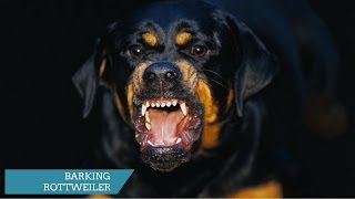 ROTTWEILER BARKING  ROTTWEILER HOWLING AND BARKING COMPILATION 2017 [upl. by Chara]