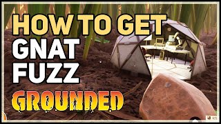 How to get Gnat Fuzz Grounded [upl. by Ahsayn]