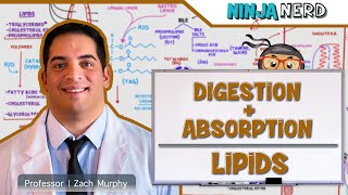 Gastrointestinal  Digestion amp Absorption Of Lipids [upl. by Nur843]