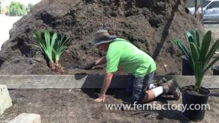 Planting a clivia [upl. by Hertha424]