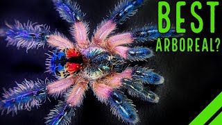 Top 10 BEST Arboreal Tarantulas  YOULL LOVE THESE SPIDERS [upl. by Gypsie]