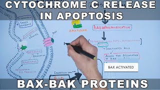 Mechanism of Cytochrome C Release from Mitochondria [upl. by Eelirem]