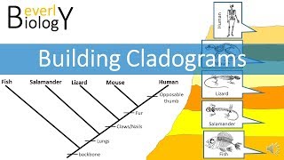 Cladograms [upl. by Nicholl]