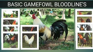 GAME FOWL BLOODLINES Origin amp Characteristics [upl. by Tahmosh944]