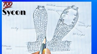 How to draw Sycon sponge labelled diagram  Kingdom Animalia  phylum porifera [upl. by Aedni]