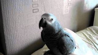 Amazing talking parrot Swearing parrot [upl. by Ahsilef]