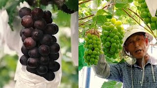 Most Expensive GRAPES In The World  Success Of Grapes Farming In Japan [upl. by Lika]