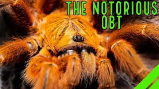 Orange Baboon Tarantula OBT Pterinochilus murinus Care amp Husbandry [upl. by Ecnatsnoc335]