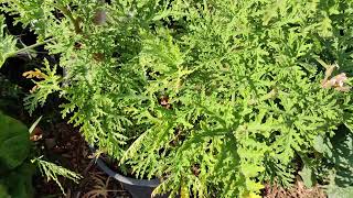 All About Citronella Plant Citrosa Geranium or Pelargonium Citrosum [upl. by Stephenie]