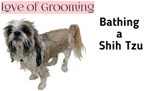 How to bathe a Shih Tzu or a Brachycephalic Breed [upl. by Jermyn]