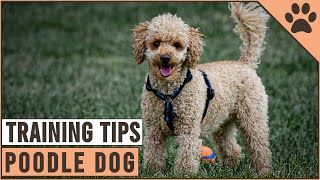 How To Train A Poodle  Dog World [upl. by Esilana913]