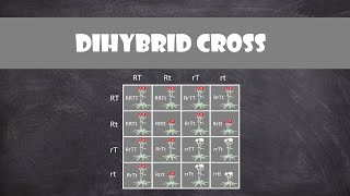 Dihybrid Cross  Genetics [upl. by Benoite]