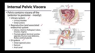 Pelvic Viscera Peritoneum  Learning Objectives [upl. by Hickie145]