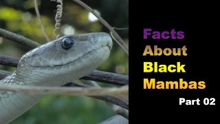 Facts About Black Mambas 02 [upl. by Yereffej986]